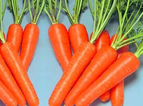 蔬菜品種：紅蘿卜
