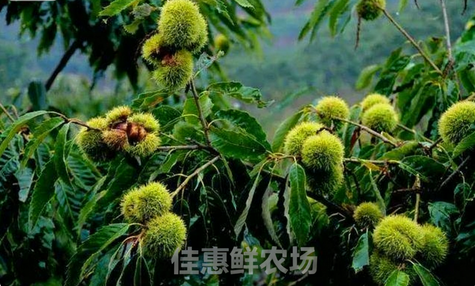 深圳蔬菜配送中心為您講解板栗獨特的功效與營養(yǎng)價值