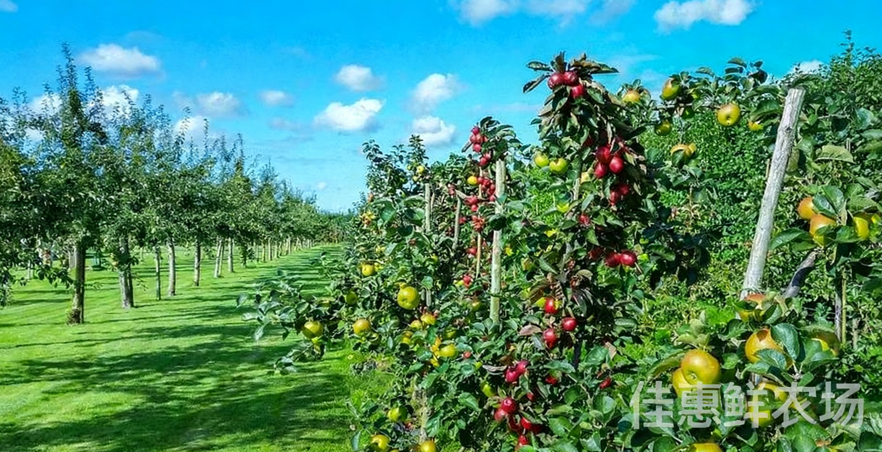 送菜公司?與您探討老年人秋季養(yǎng)生應該吃哪些水果？