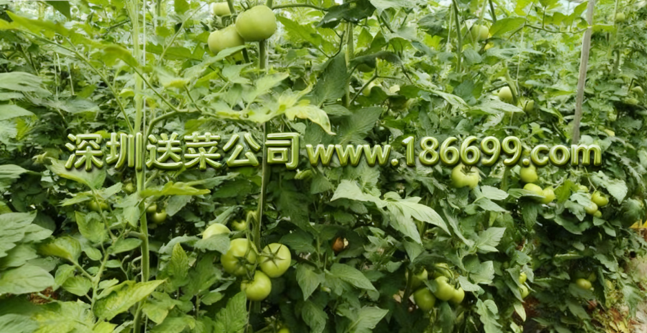 深圳蔬菜配送公司教您避坑：有機(jī)蔬菜比普通蔬菜更有營養(yǎng)嗎?