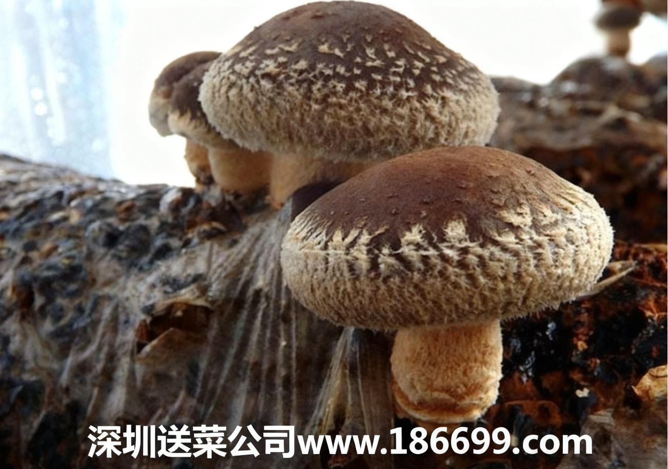 新手種香菇必看：大白話講透成本利潤+種植步驟，賺錢不用愁。